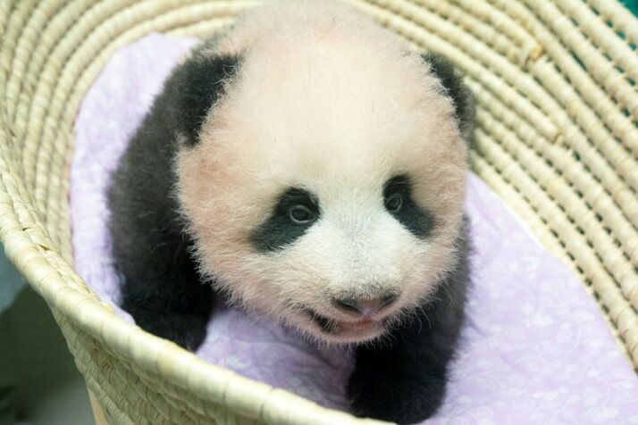 「赤ちゃんパンダのレンタル料は7000万円」はフェイクニュース 上野動物園も困惑 デイリー新潮