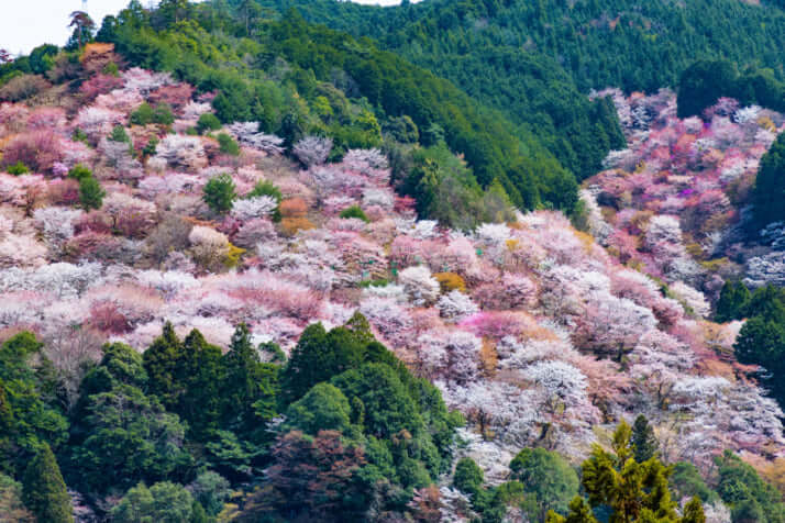桜(奈良県・吉野山)